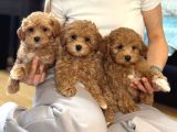 Malti̇poo Ci̇nsi̇ Yavrular Ev Üreti̇mi̇