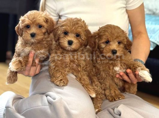 Malti̇poo Ci̇nsi̇ Yavrular Ev Üreti̇mi̇ görsel