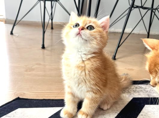 Safkan British Shorthair Golden Ny12 Erkek Yavru  30 Mart D görsel
