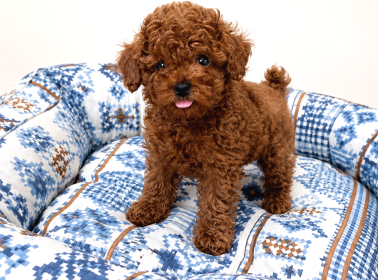 Kalite Ve Sağlığın Buluştuğu Kore Poodle Yavrular
