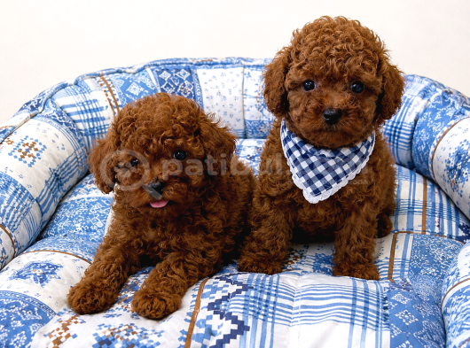 Kalite Ve Sağlığın Buluştuğu Kore Poodle Yavrular görsel