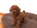 Kalite Ve Sağlığın Buluştuğu Kore Poodle Yavrular
