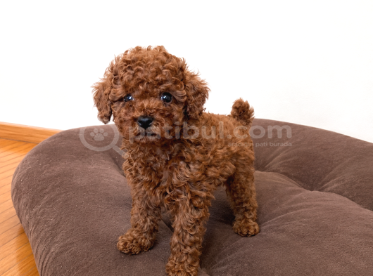 Kalite Ve Sağlığın Buluştuğu Kore Poodle Yavrular görsel