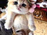 Saf Kan Golden British Shorthair Yavrularwcf Kayıtlı