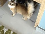British Longhair Golden Kızım 1 Yaşında