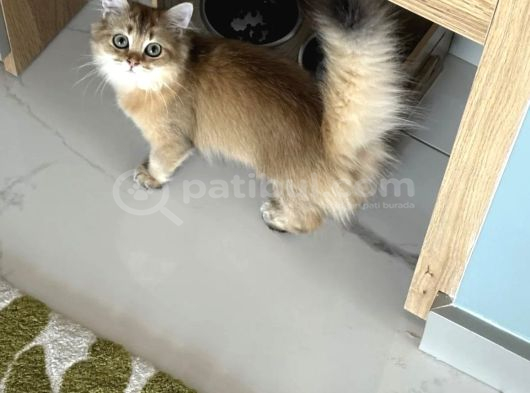 British Longhair Golden Kızım 1 Yaşında
