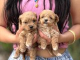 Teacup Büyümeyen Korea Maltipoo Bebekler