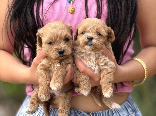 Teacup Büyümeyen Korea Maltipoo Bebekler görsel