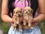 Teacup Büyümeyen Korea Maltipoo Bebekler