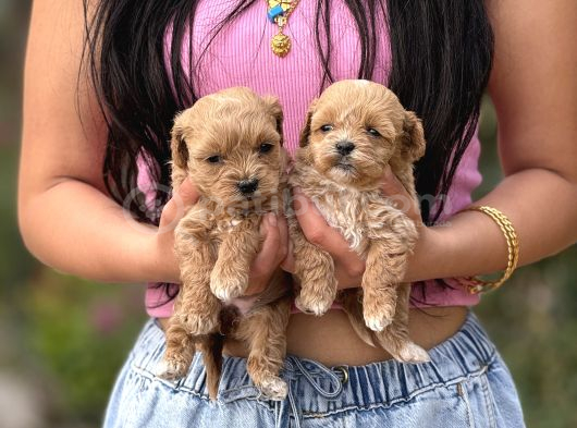 Teacup Büyümeyen Korea Maltipoo Bebekler görsel
