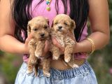 Teacup Büyümeyen Korea Maltipoo Bebekler