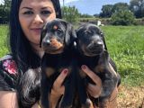 Üst Kalite Doberman Yavrularım