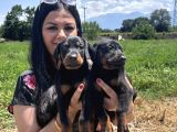 Üst Kalite Doberman Yavrularım