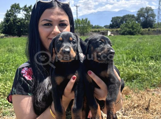 Üst Kalite Doberman Yavrularım görsel
