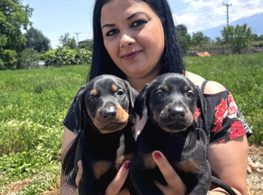 Üst Kalite Doberman Yavrularım görsel