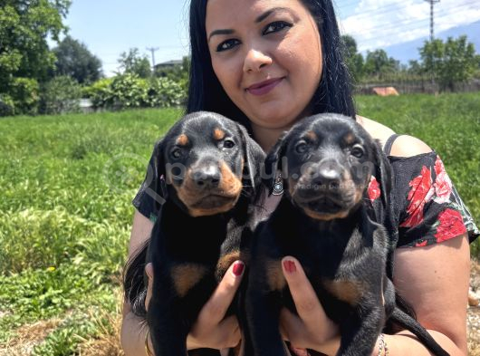 Üst Kalite Doberman Yavrularım görsel