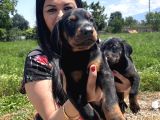 Üst Kalite Doberman Yavrularım