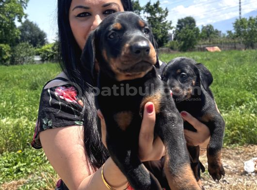 Üst Kalite Doberman Yavrularım görsel