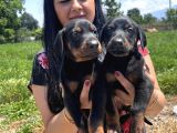 Üst Kalite Doberman Yavrularım