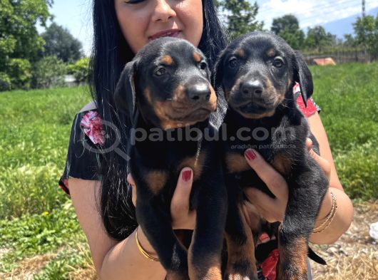 Üst Kalite Doberman Yavrularım görsel