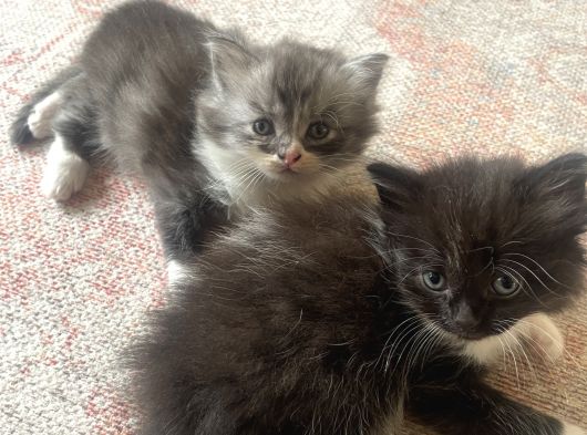 British Longhair görsel