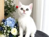 Safkan British Shorthair Silver Ns12