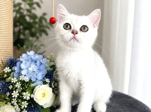 Safkan British Shorthair Silver Ns12