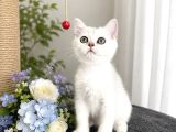 Safkan British Shorthair Silver Ns12