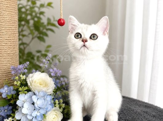 Safkan British Shorthair Silver Ns12 görsel