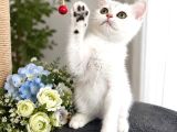 Safkan British Shorthair Silver Ns12