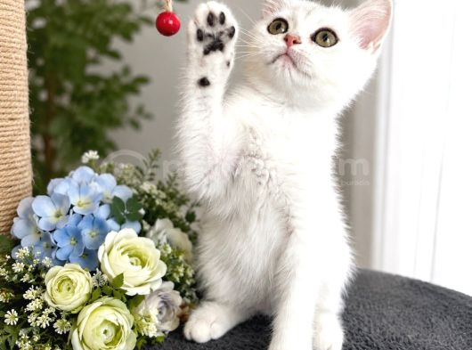 Safkan British Shorthair Silver Ns12