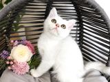 Safkan British Shorthair Silver Ns12