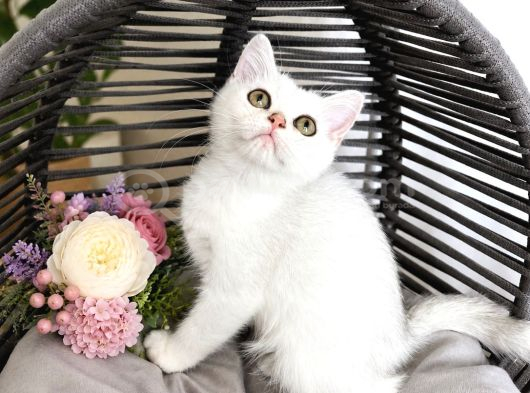 Safkan British Shorthair Silver Ns12 görsel