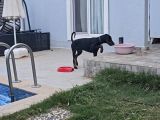 Ücretsi̇z Doberman Erkek Yavru 6 Aylık