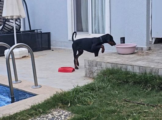 Ücretsi̇z Doberman Erkek Yavru 6 Aylık