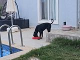 Ücretsi̇z Doberman Erkek Yavru 6 Aylık