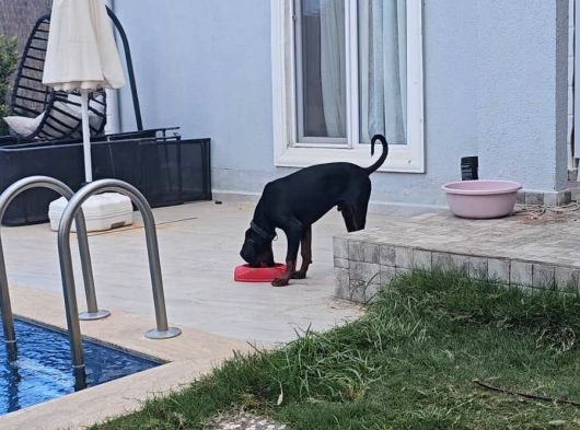 Ücretsi̇z Doberman Erkek Yavru 6 Aylık görsel