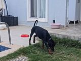 Ücretsi̇z Doberman Erkek Yavru 6 Aylık