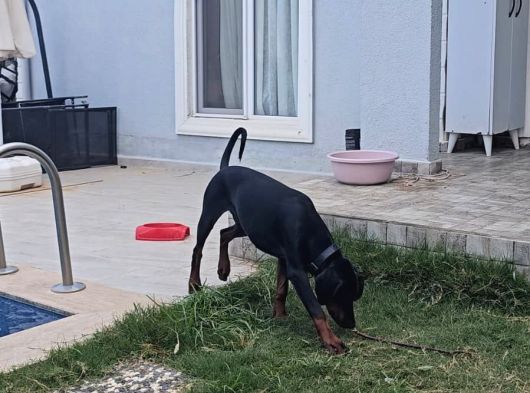 Ücretsi̇z Doberman Erkek Yavru 6 Aylık görsel