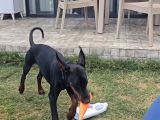 Ücretsi̇z Doberman Erkek Yavru 6 Aylık