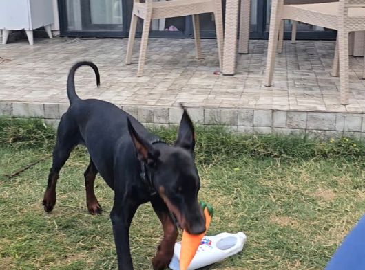 Ücretsi̇z Doberman Erkek Yavru 6 Aylık görsel