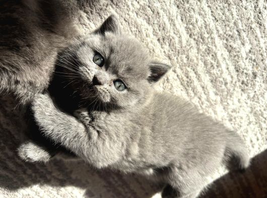 Mükemmel Güzellikte British Shorthair Yavrularımız görsel