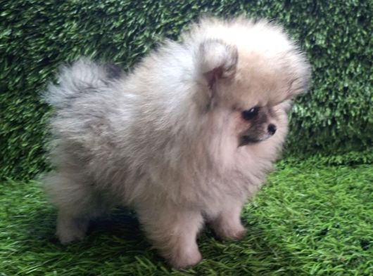 Pomerani̇an Boo Di̇şi̇ Yavrular görsel