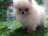 Pomerani̇an Boo Di̇şi̇ Yavrular