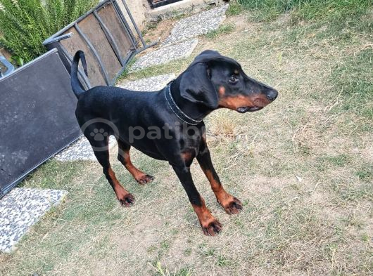 ÜCRETSİZ doberman Erkek Yavru 6 Aylık
