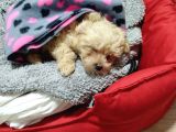 Maltipoo