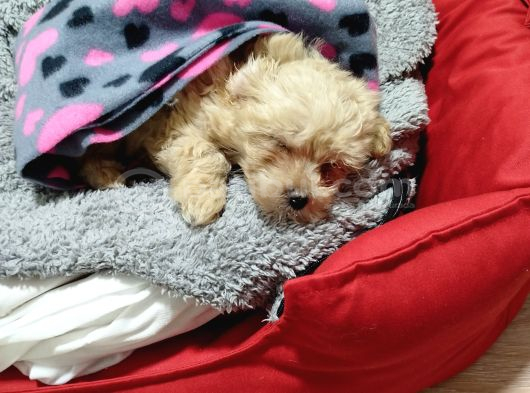 Maltipoo görsel