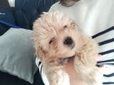 Maltipoo