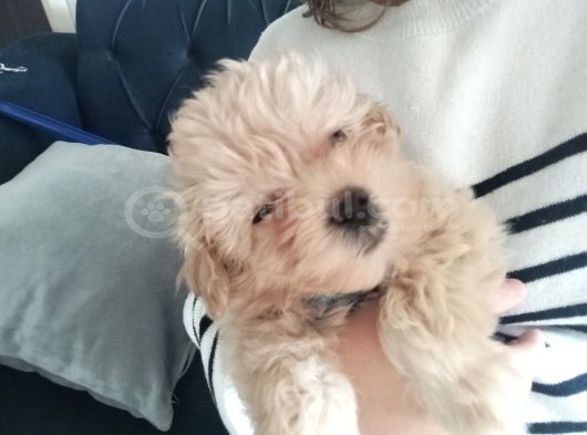 Maltipoo görsel