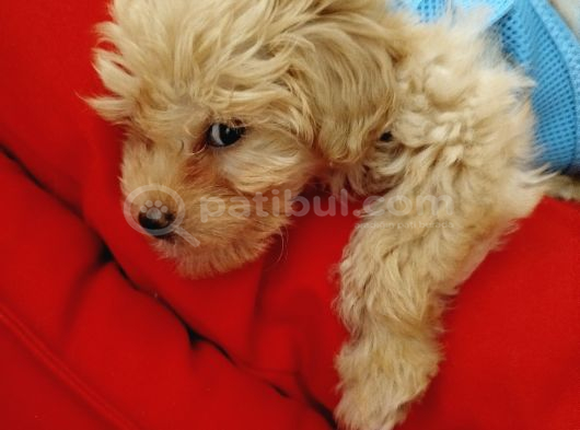 Maltipoo